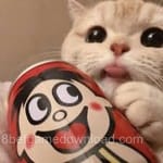 عائشہ قریشی